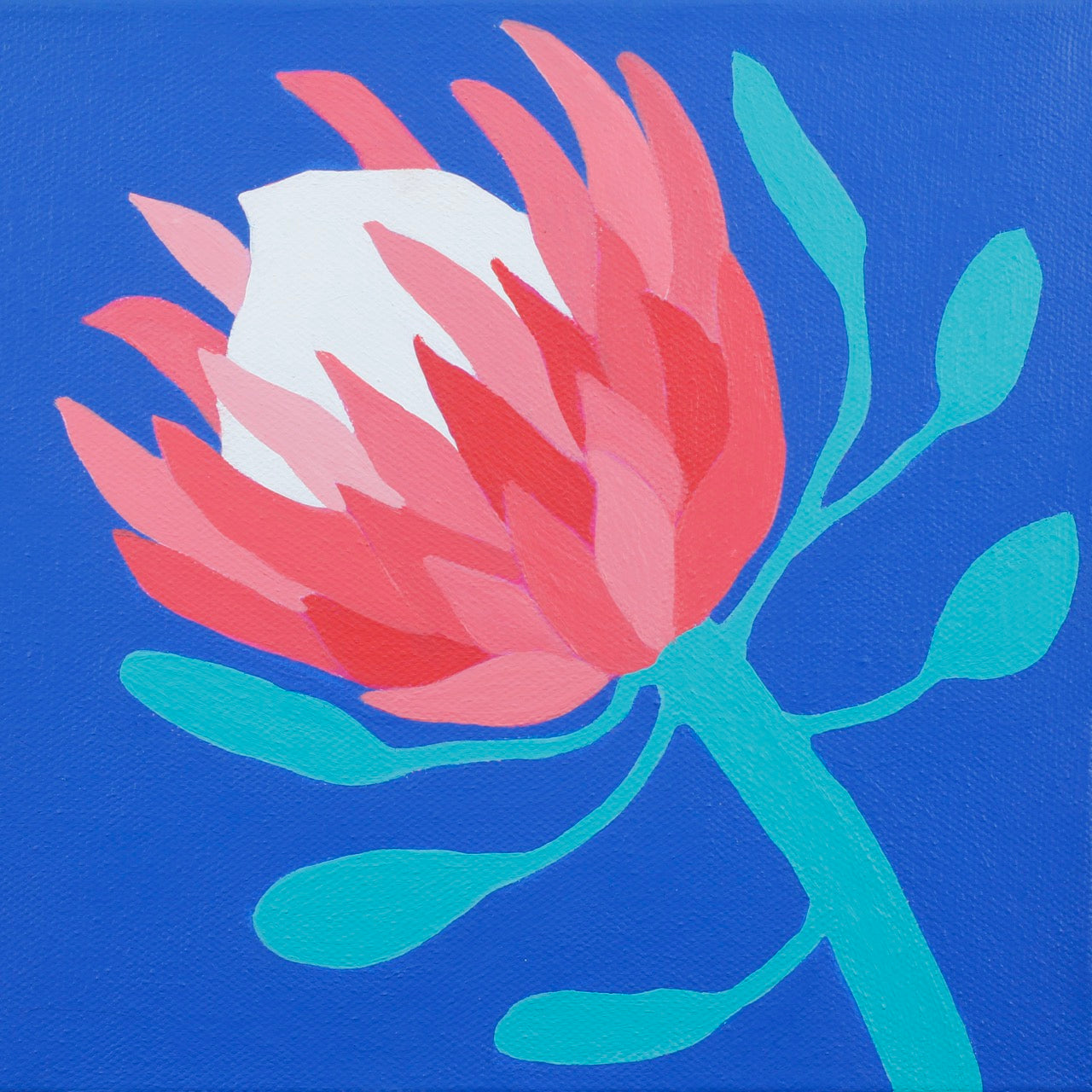 Protea
